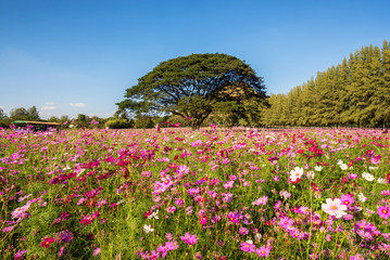 beautiful cosmos flowers field at Jim Thompson farm garden at Na