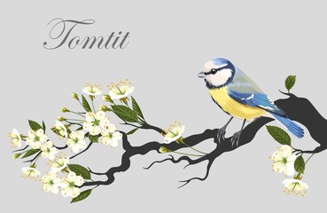Tomtit on the cherry branch