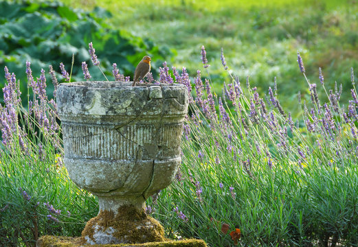 Robin perched on edge of garden urn England