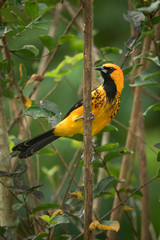 Spot-breasted Oriole