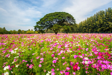 beautiful cosmos flowers field at Jim Thompson farm garden at Na