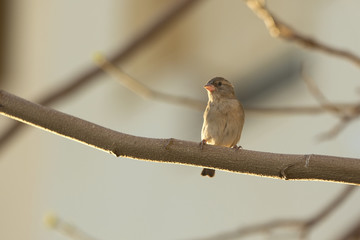 Sparrow female sits on a branch of naked tree