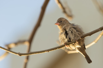 Funny sparrow ruffles up his feathers sitting on a branch in backlight
