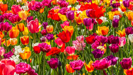 Fototapeta premium Beautiful tulips in the spring. Bright colors of natural flowers. SKAGIT VALLEY TULIP FESTIVAL
