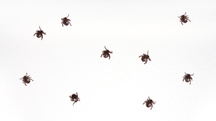 Ticks, mites