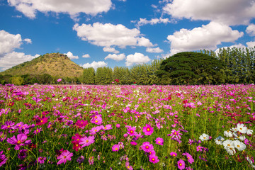 Beautiful cosmos field with blue sky and mountain background