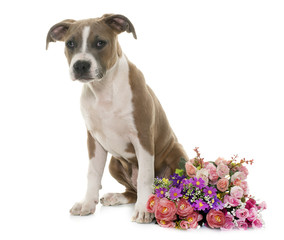 puppy american staffordshire terrier