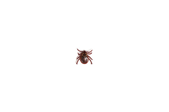 Mite
