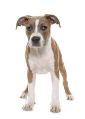 puppy american staffordshire terrier