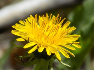 Dandelion 