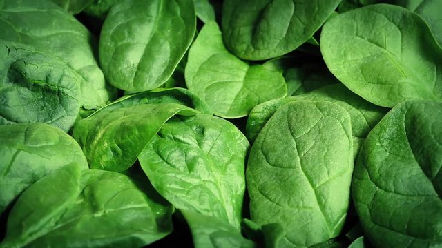 Fresh Spinach Rotating