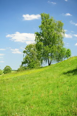 Fototapeta premium Birch in the field