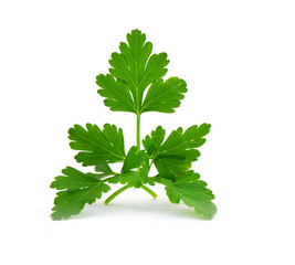 parsley isolated on white