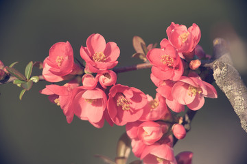 Vintage photo of cherry flower