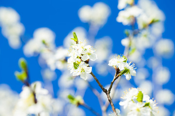 White tree flowers in spring