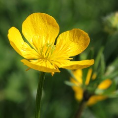 Yellow flower - Ranunculus acris