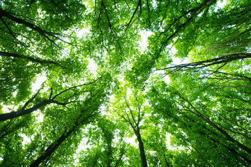 Green forest background