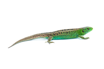 Lizard on white background