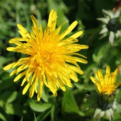 Dandelion