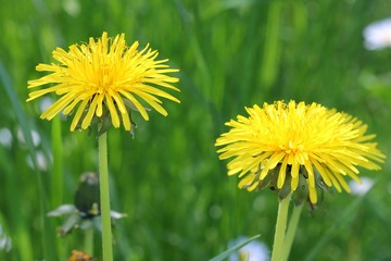 Dandelion