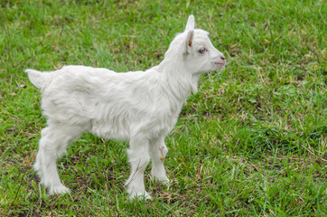Young goat looking with interest