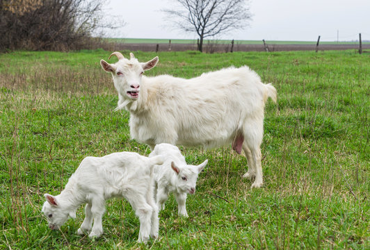 Goat protects her kids
