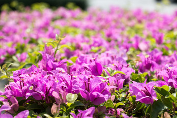 pink flower pattern 3460