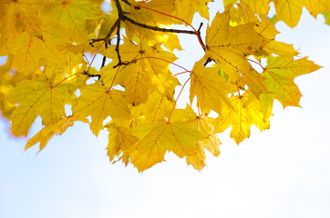 leaves in autumn forest