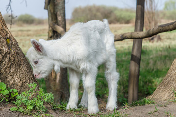 Fototapeta premium Young goat playing near a tree