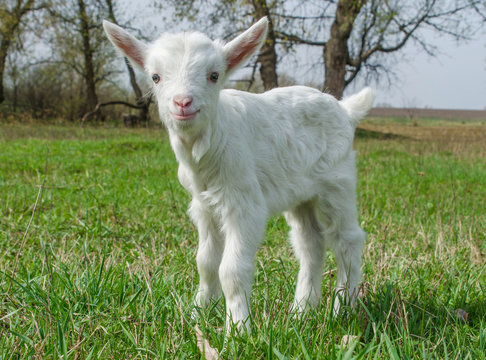 Young goat on a meadow
