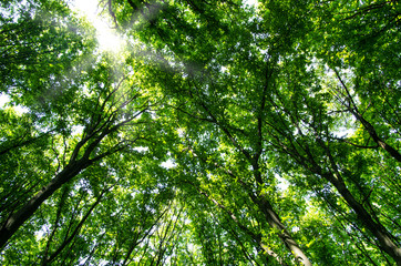 Fototapeta premium beautiful green forest