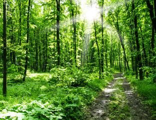 Fototapeta na wymiar Nature background of green forest