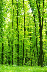 Obraz premium piękny zielony las