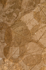 Dried Leaf Skeleton Sheet