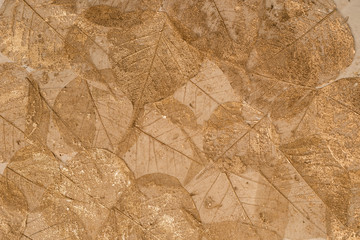 A Layer of Dried Leaves Skeleton