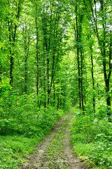  green forest