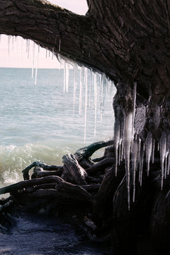 icicles hang from a tree on a beach