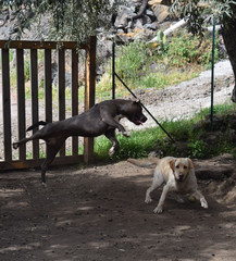 pitbull gioca al canguro per prendere pallina 