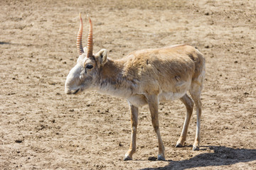 wild male saiga antelope (Saiga tatarica) in steppe. Kalmykia, Russia © joppo
