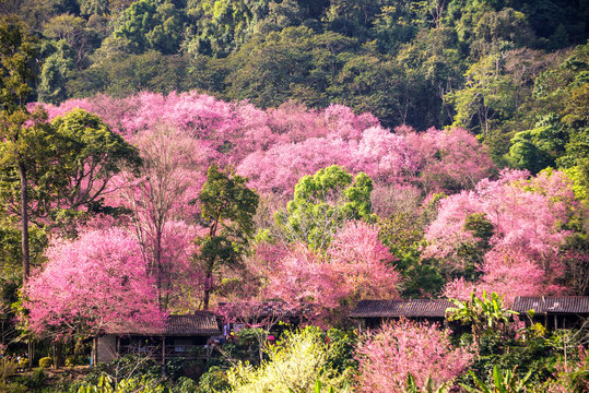 house of sakura at khun chang kian , Chiangmai , Thailand