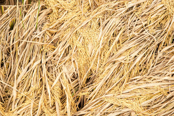 golden paddy rice seed and grains