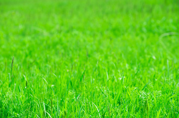 Green grass texture from a field