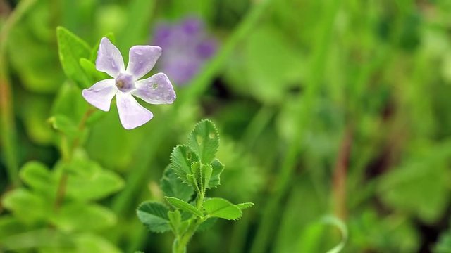 Vinca difformis Ruby Baker wild flower on a rainy day and a green background