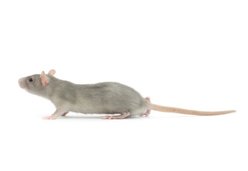 rat isolated on white