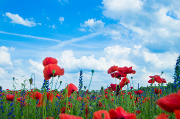 Field of bright red corn poppy flowers in summer