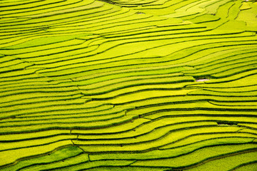 Fototapeta premium beautiful landscape view of rice terraces