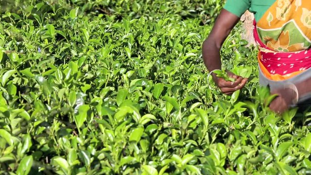 Tea plucker picking tea on plantation near Nuwara Eliya, Sri Lanka 