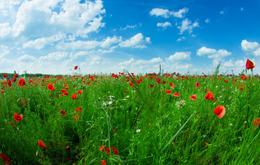 Field of bright red corn poppy flowers in summer