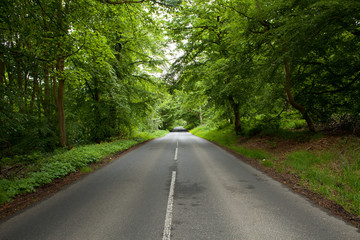 summer forest road landscape in Scotland