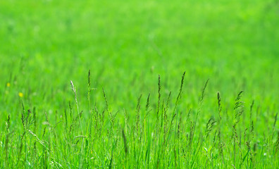 Green grass texture from a field